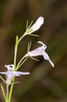 Canby's lobelia